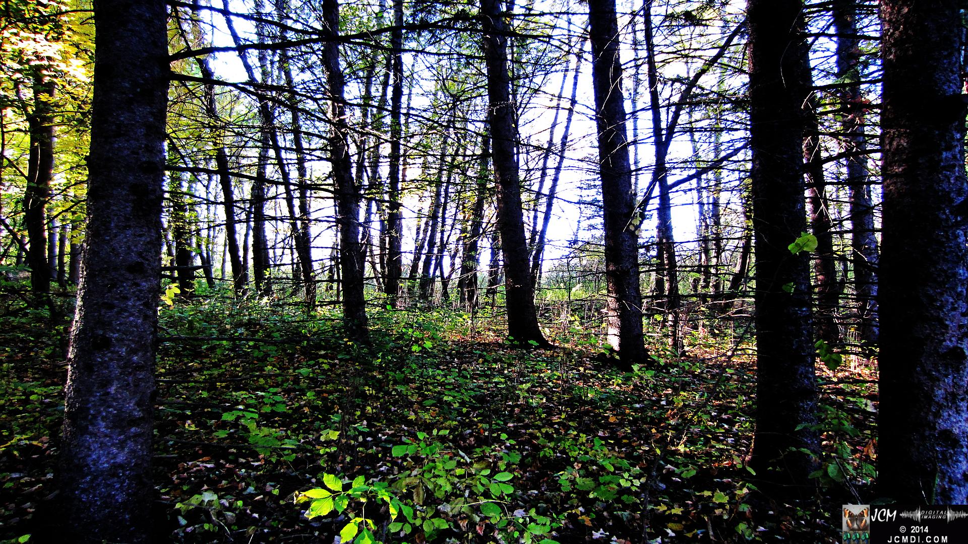Minnesota Woods forest sunset